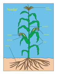 Three Sisters Plant Posters