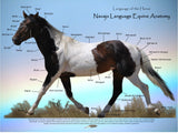 Equine Anatomy Poster